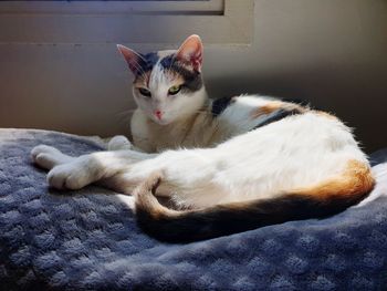 Cat lying on bed