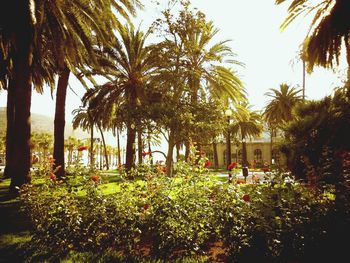 Palm trees in lawn