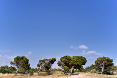 View of trees on field against sky