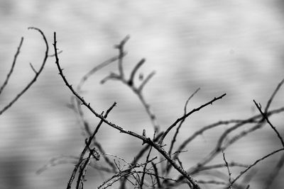 Close-up of bare tree against sky