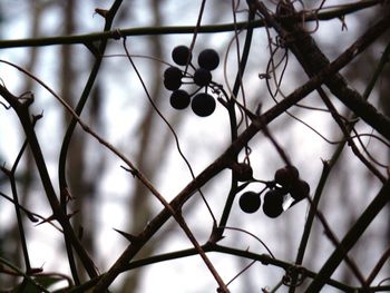 Low angle view of fruits on tree