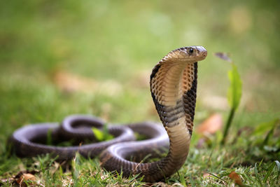 Close-up of a reptile on a field