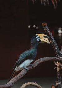 Close-up of bird perching on branch