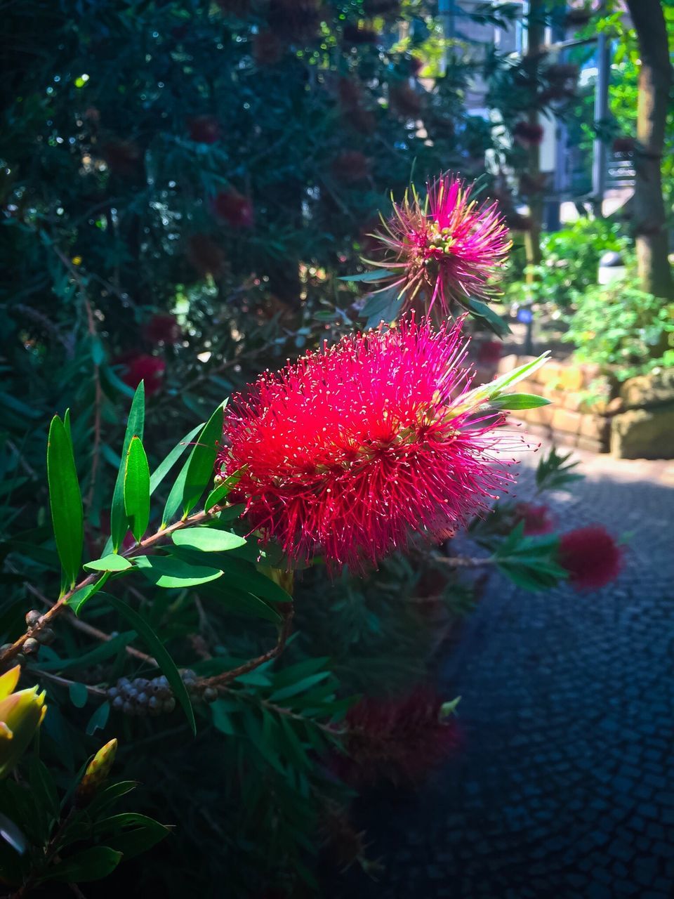 CLOSE-UP OF RED FLOWER