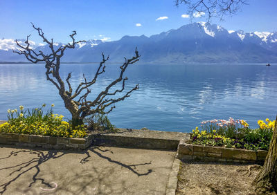Plants by lake against sky
