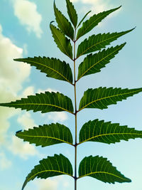Close-up of plant leaves against sky