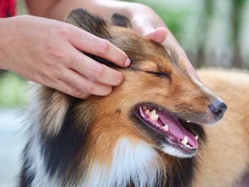 Close-up of hand massage dog