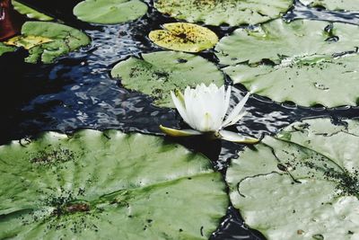 High angle view of lotus water lily in pond