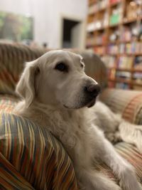 Close-up of a dog looking away at home