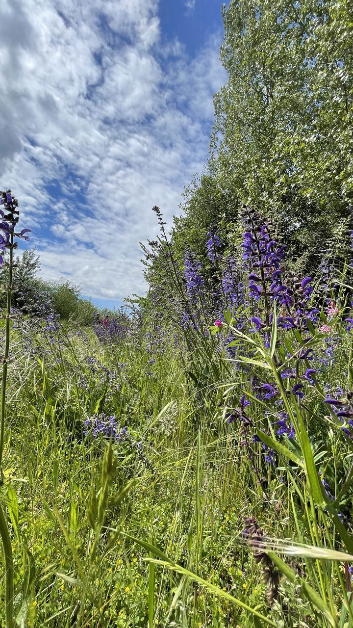 plant, meadow, growth, beauty in nature, flower, nature, sky, flowering plant, wildflower, prairie, grass, cloud, land, woodland, no people, day, tranquility, green, tree, freshness, field, tranquil scene, outdoors, purple, scenics - nature, grassland, fragility, vegetation, landscape, environment, sunlight