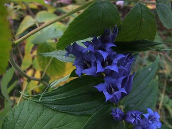 Close-up of purple flowers