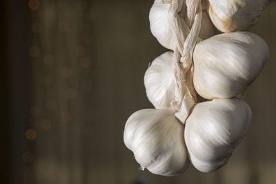 Close-up of garlic