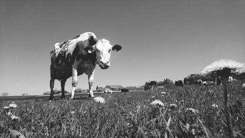 View of cows on field against clear sky