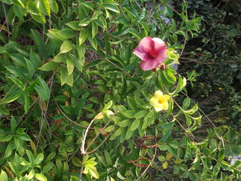 Close-up of pink flowers