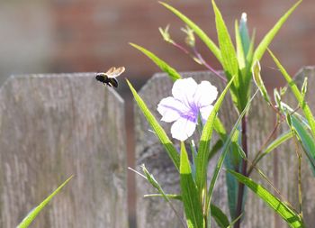 Close-up of honey bee on plant