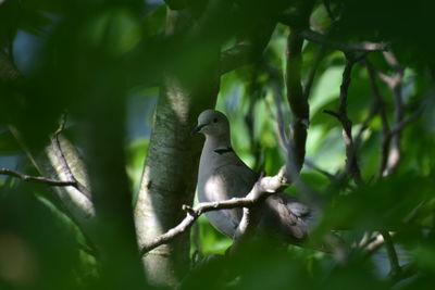 Dove perching on a branch