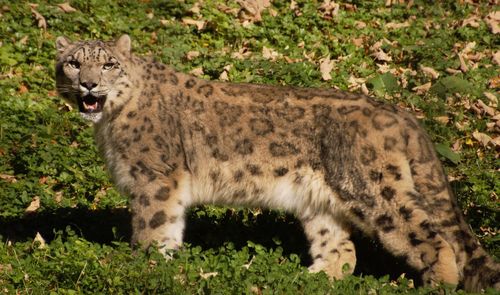 Zoo salzburg 