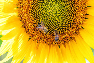 Close-up of insect on yellow flower