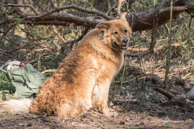 Lion in a forest