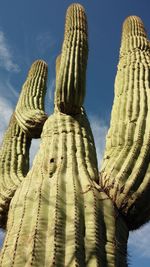 Low angle view of saguaro cactus against sky