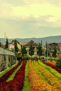 Flowering plants against buildings against sky during sunset