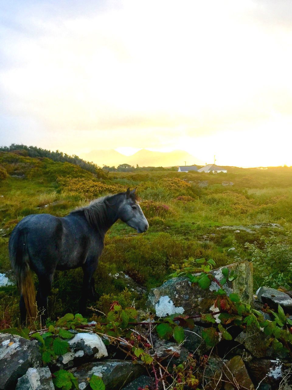 domestic animals, animal themes, mammal, field, grass, one animal, sky, grassy, standing, livestock, nature, landscape, tranquility, horse, dog, pets, beauty in nature, tranquil scene, black color, cloud - sky