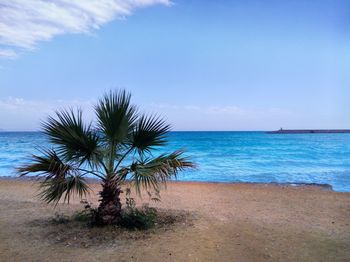 Palm trees on beach against sky