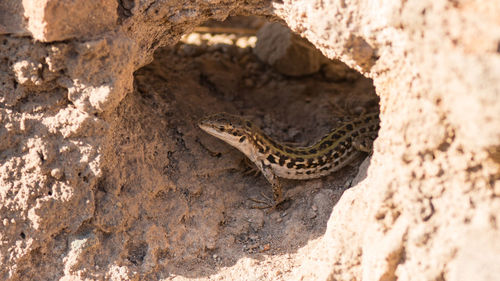 Close-up of lizard on ground