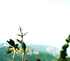 Close-up of plant