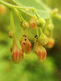 Close-up of insect on plant