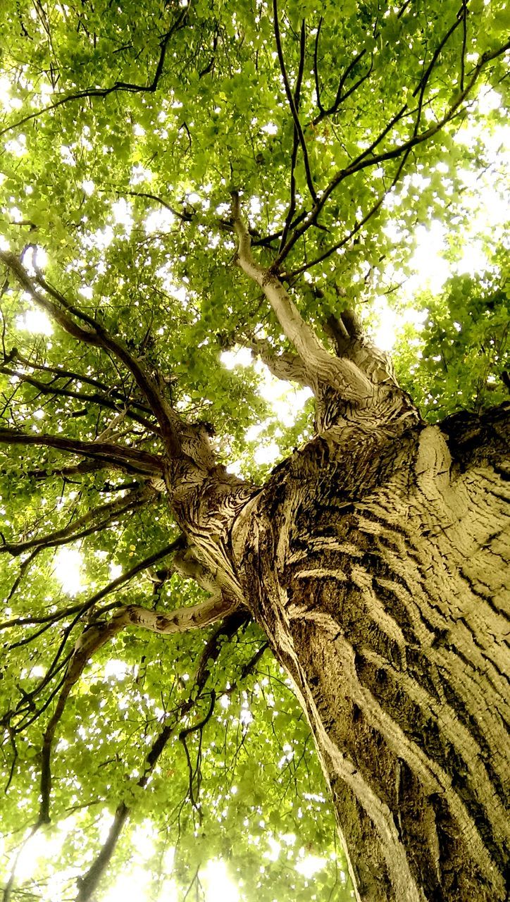 tree, branch, low angle view, tree trunk, growth, nature, tranquility, forest, green color, beauty in nature, day, scenics, tranquil scene, sky, outdoors, sunlight, no people, bark, non-urban scene, textured