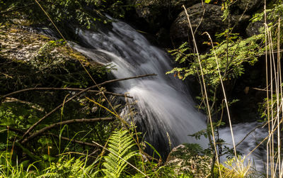 Scenic view of waterfall in forest