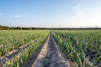 Scenic view of agricultural field against sky