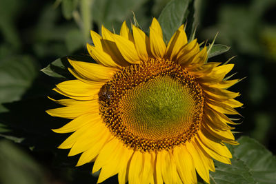 Close-up of sunflower