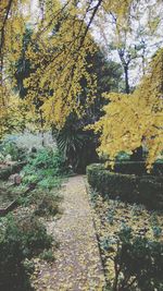 Trees in autumn