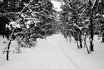 Bare trees on snow covered forest