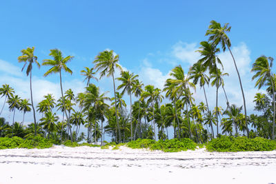 Tropical palm trees on a white sandy beach against blue sky