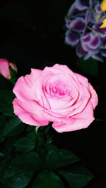 Close-up of pink rose blooming against black background