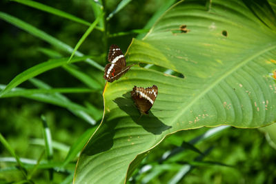 Close-up of insect on leaf