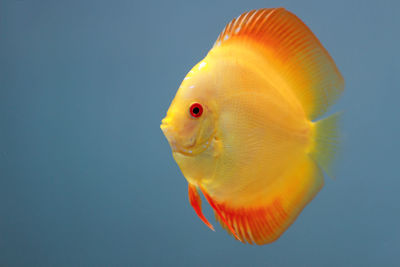 Close-up of orange fish in tank