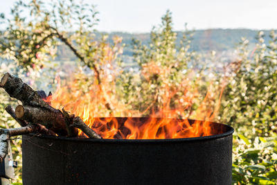 Close-up of fire on log against trees