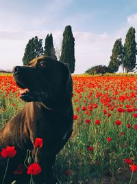 Close-up of dog on field against sky