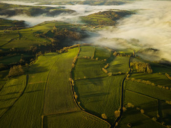 Scenic view of agricultural field