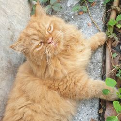 High angle view portrait of cat relaxing outdoors