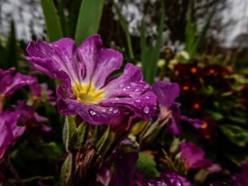 Close-up of purple flowers