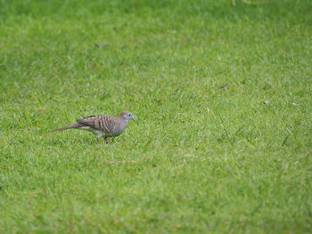 Bird perching on grass in field