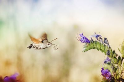 Close-up of butterfly pollinating on purple flower