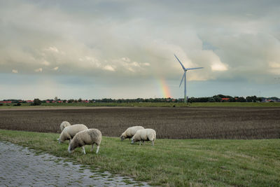 Sheep on a field against sky with wind turbine and rainbow 