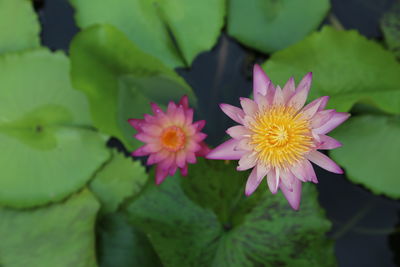 Close-up of pink flowering plant