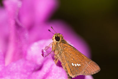 Close-up of butterfly pollinating on pink flower